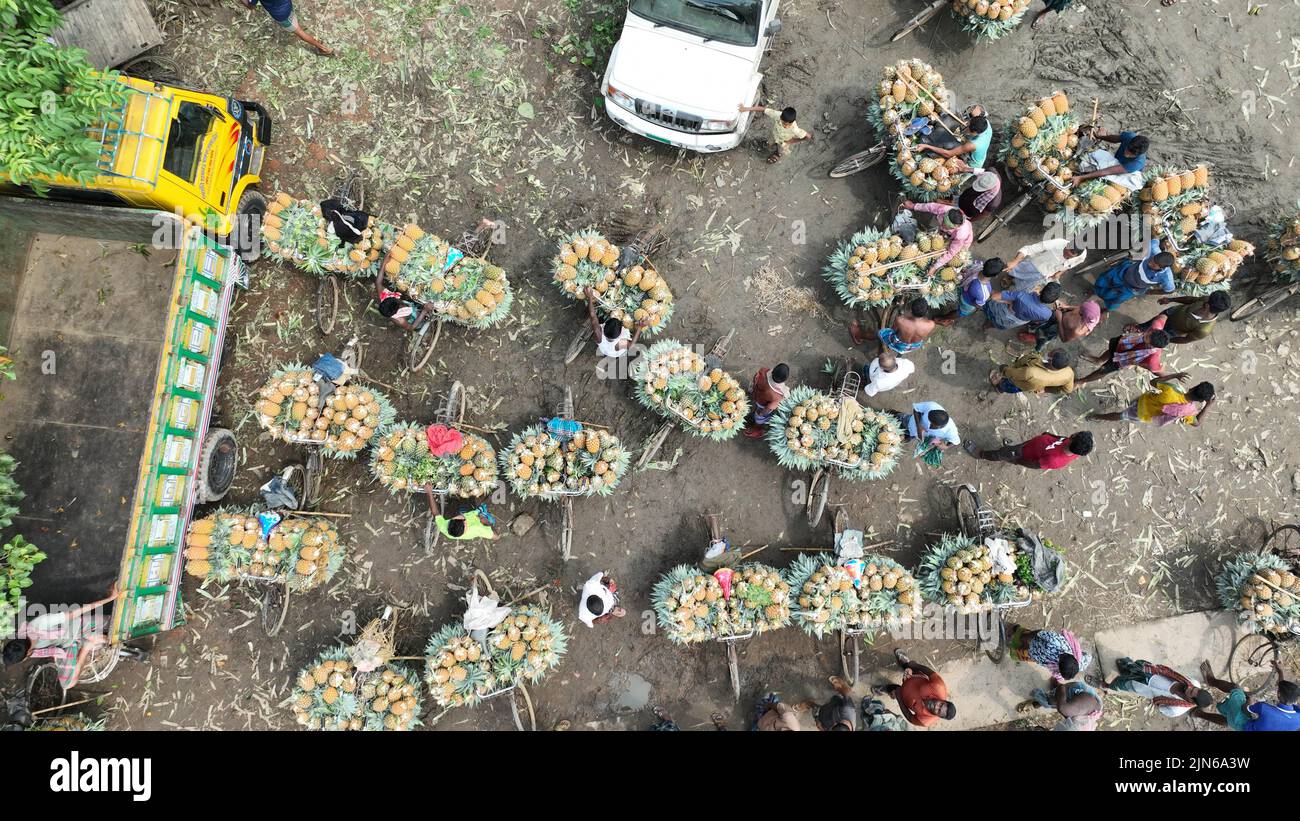 Pineapple harvesting in Tangail, Bangladesh Stock Photo