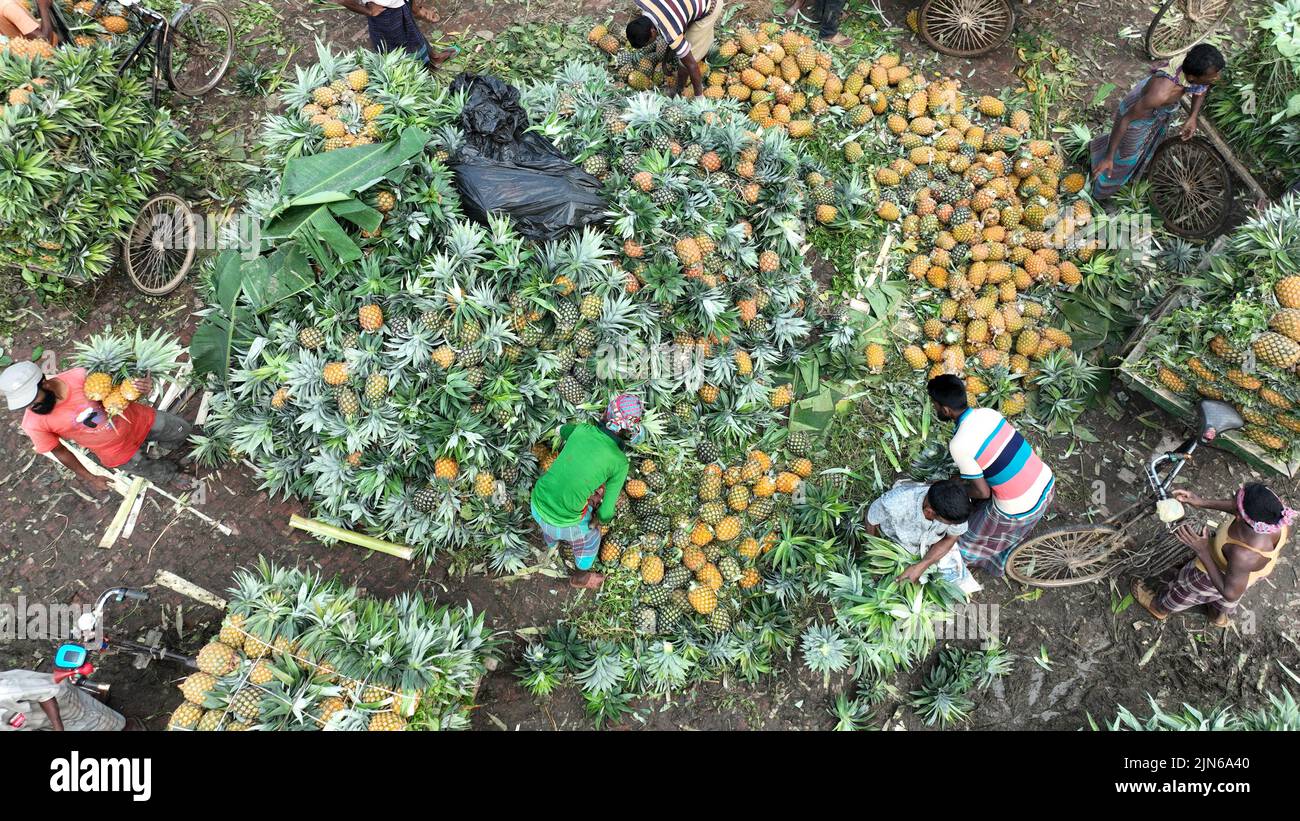 Pineapple harvesting in Tangail, Bangladesh Stock Photo