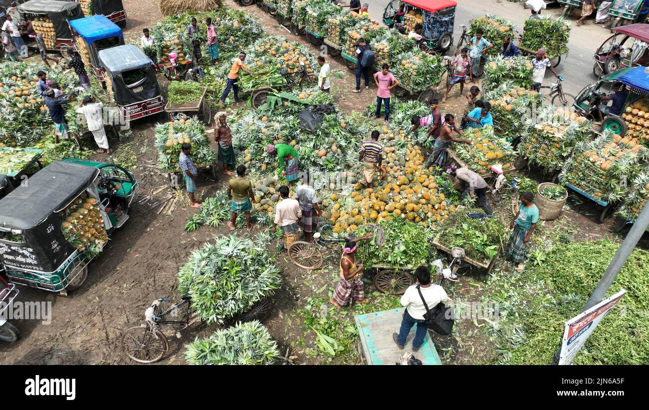 Pineapple harvesting in Tangail, Bangladesh Stock Photo