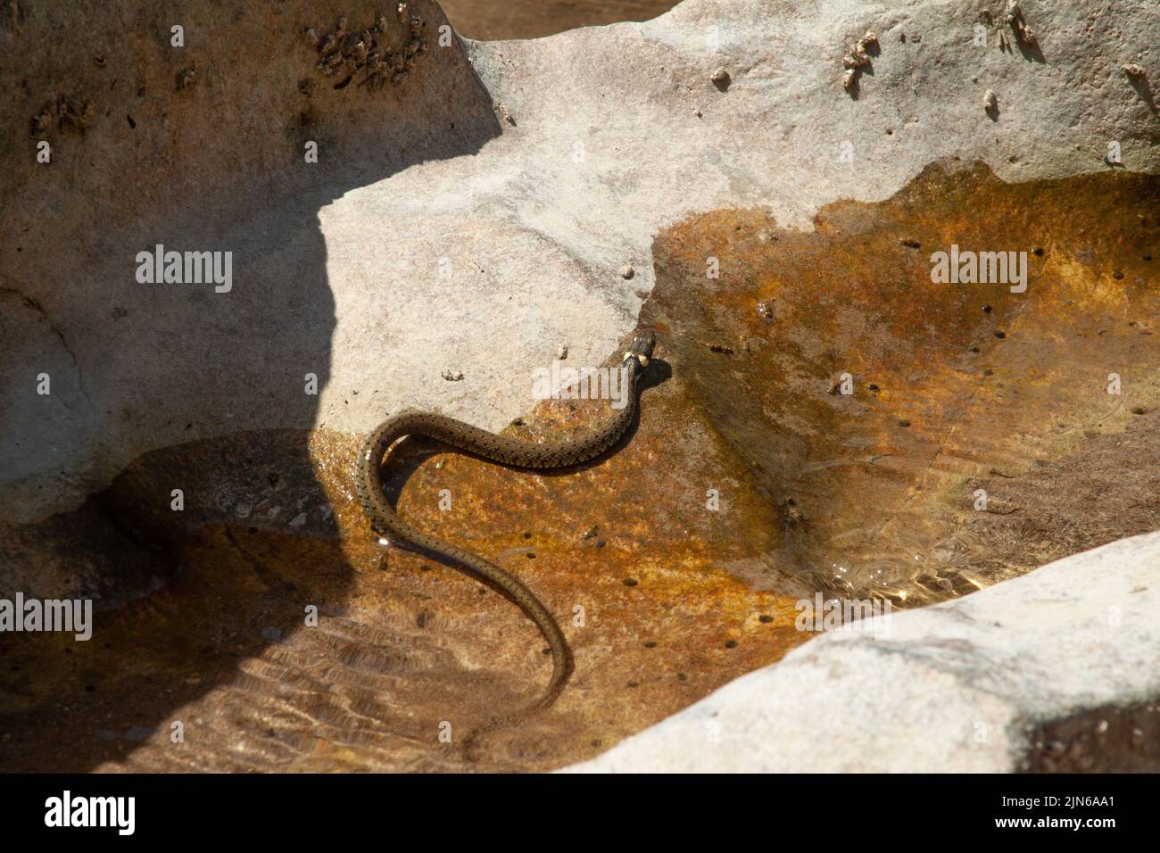 Water snake swims in a puddle on a rock by the river Stock Photo