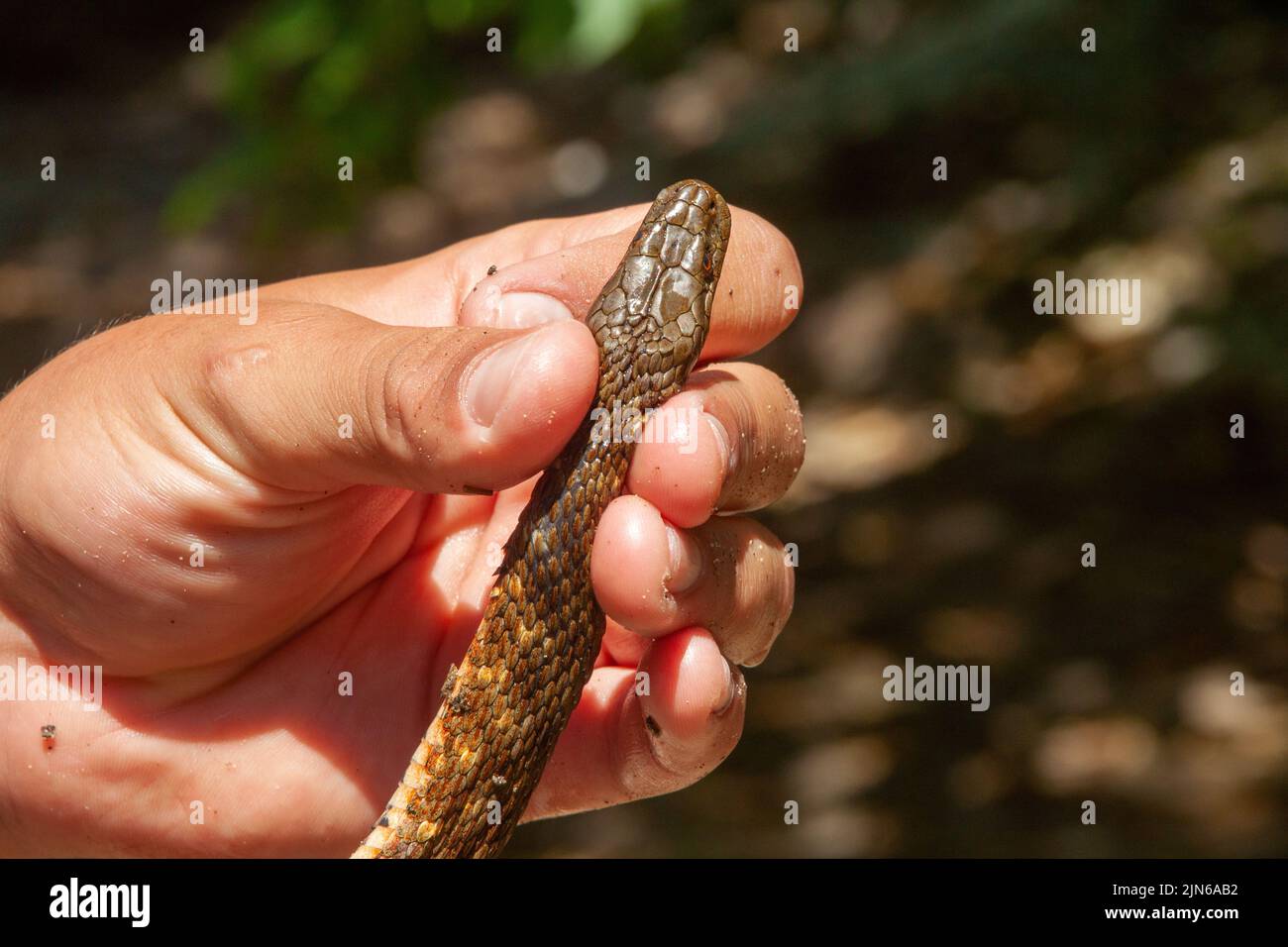 Holding a dice snake by the head in a hand Stock Photo