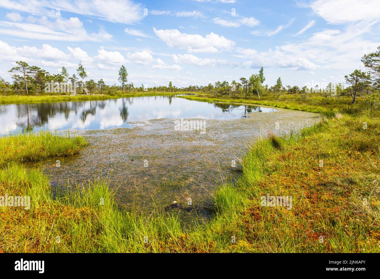 Great Kemeri Bog swamp at the Kemeri National Park in Latvia Stock Photo