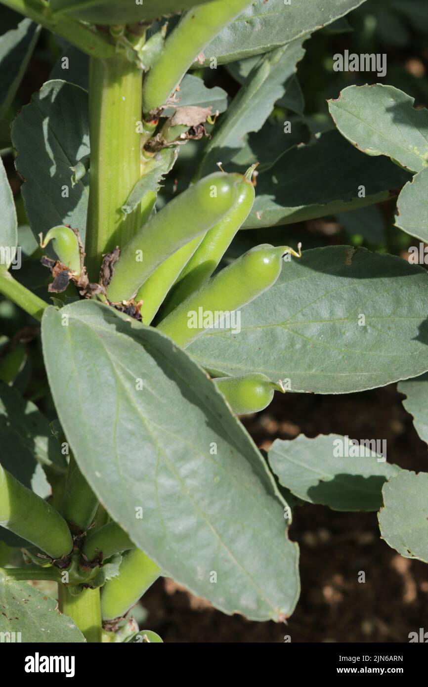 Broad beans growing Stock Photo Alamy