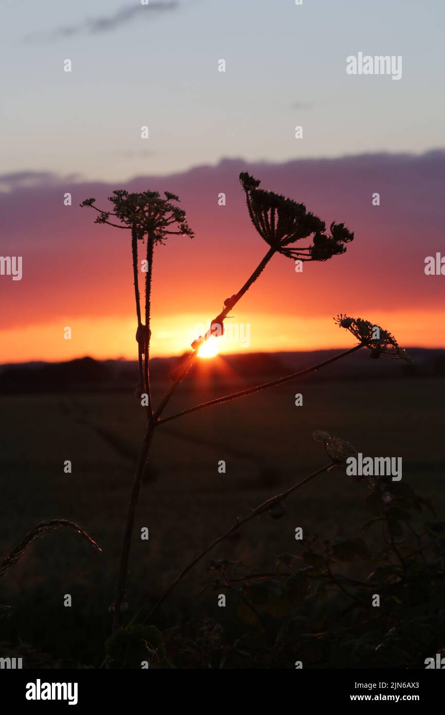 Plant umbellifers silhouetted against sunset clouds Stock Photo
