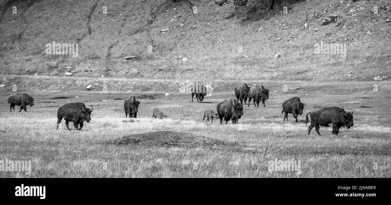 Herd of American Bison or Buffalo on grasslands in Wind Cave National Park in South Dakota USA Stock Photo