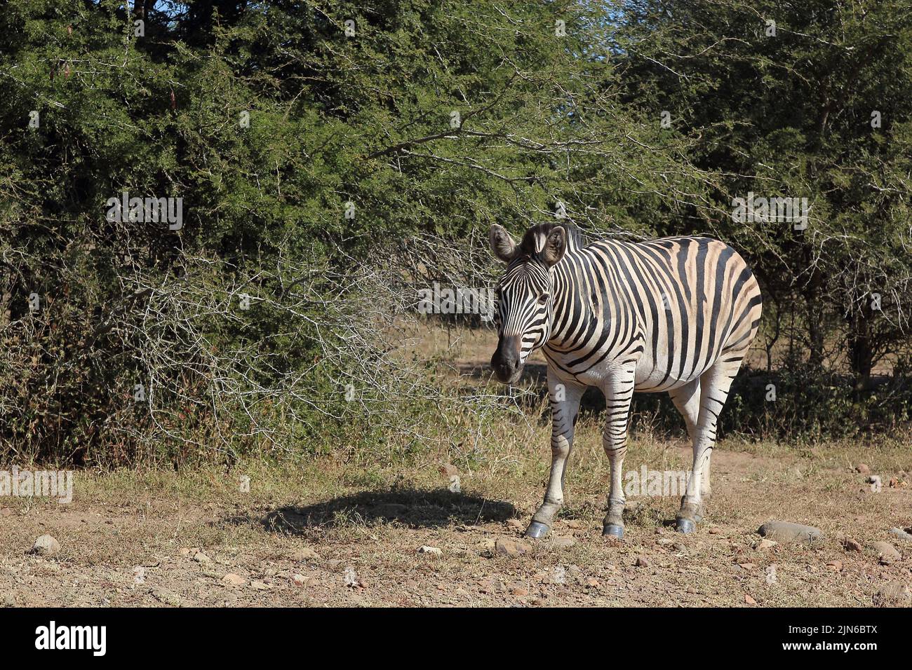 Steppenzebra / Burchell's zebra / Equus quagga burchellii Stock Photo ...