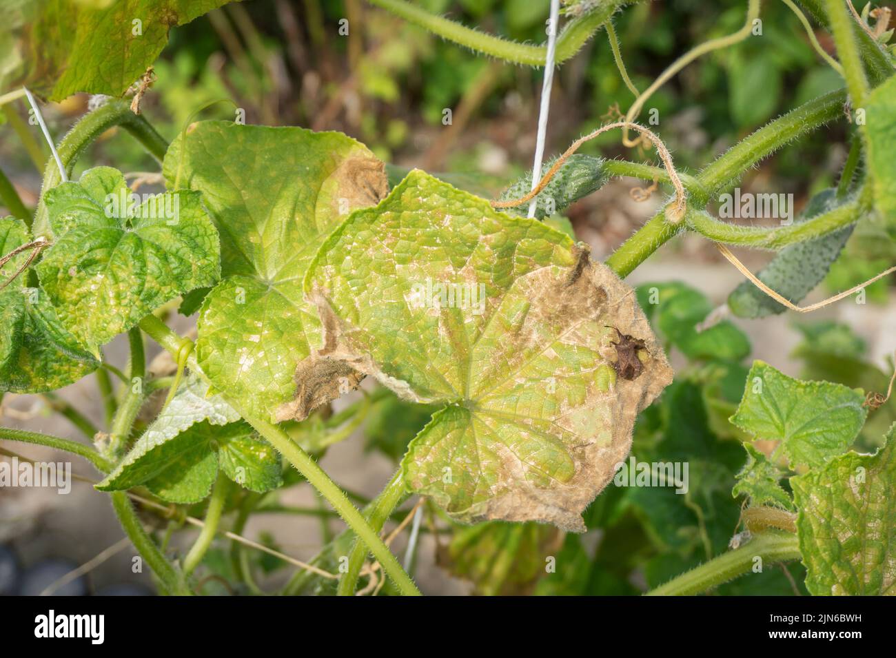 Cucumber leaves affected by downy mildew with a Picromerus bidens bug close-up. Cucumber disease Peronosporosis or False powdery mildew. Leaf with yellow spots. Stock Photo