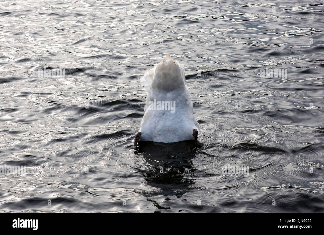 Single swan, with butt in the air, eating grasses on the bottom of the lake. Stock Photo
