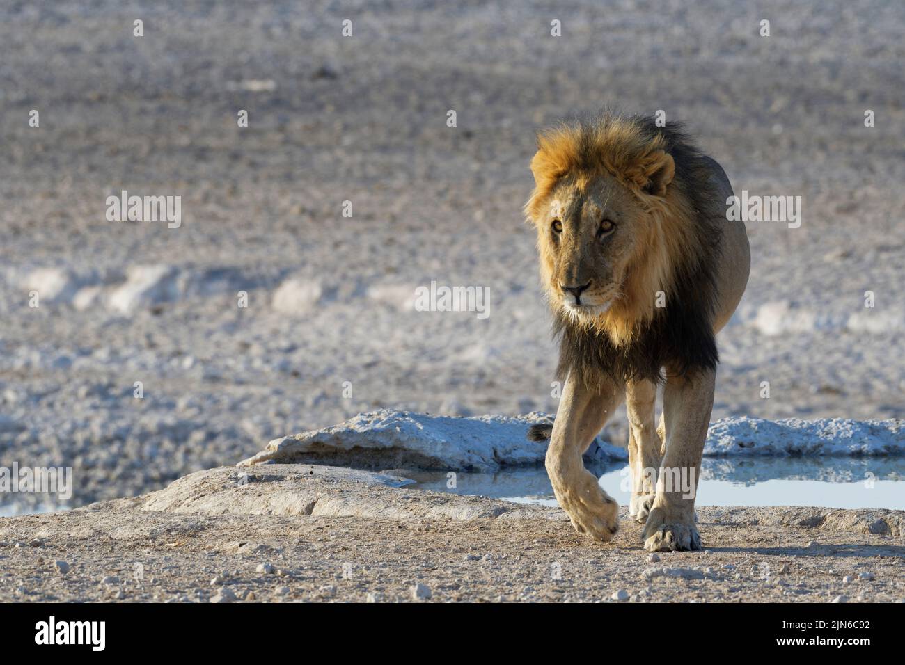 African lion (Panthera leo), adult male walking, leaving the waterhole, Etosha National Park, Namibia, Africa Stock Photo