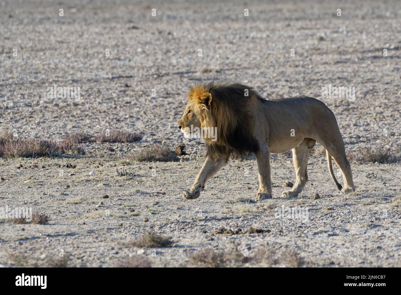 African lion (Panthera leo), adult male walking on arid grassland, Etosha National Park, Namibia, Africa Stock Photo
