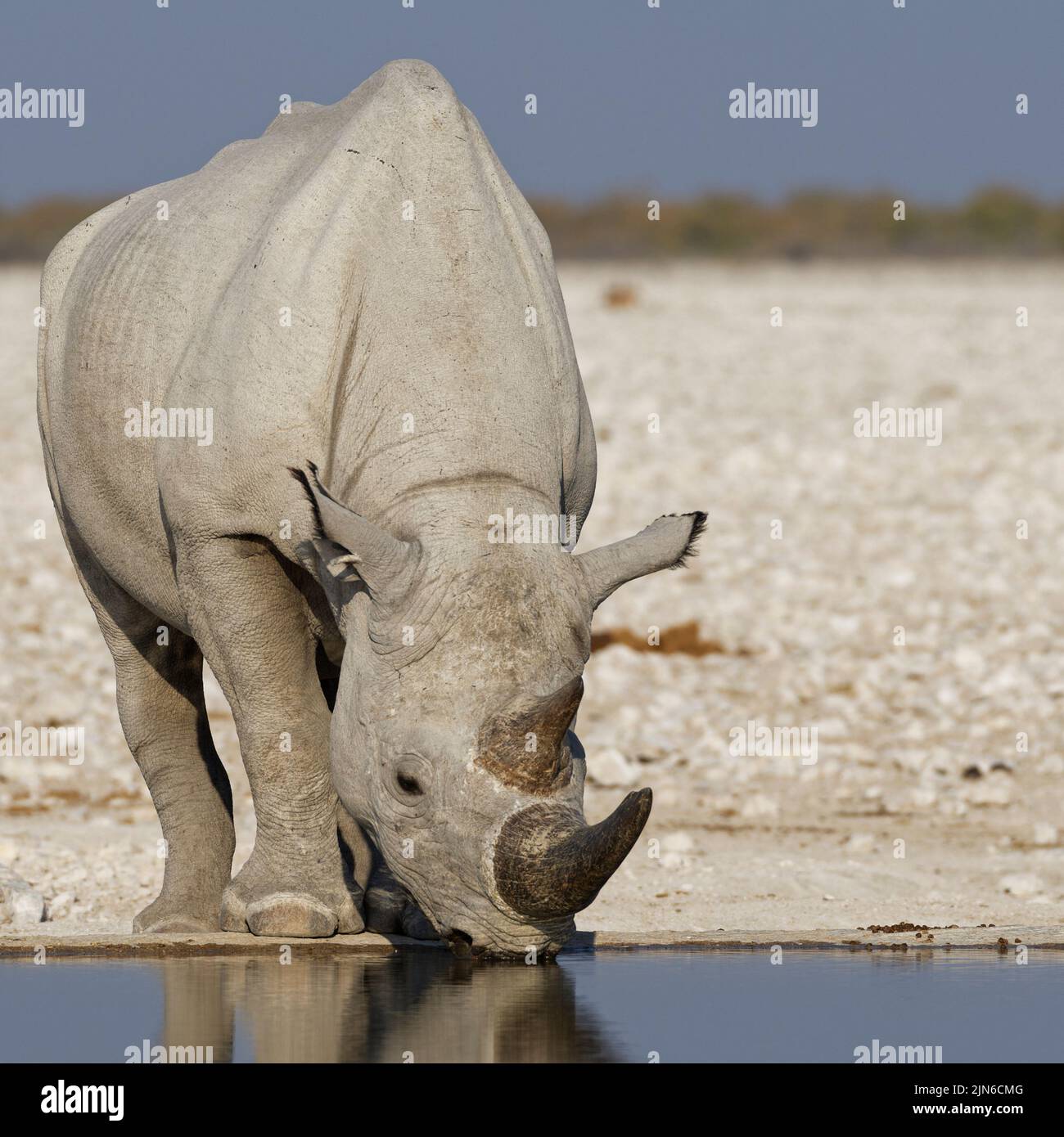 Black rhinoceros (Diceros bicornis), adult drinking at waterhole, Etosha National Park, Namibia, Africa Stock Photo