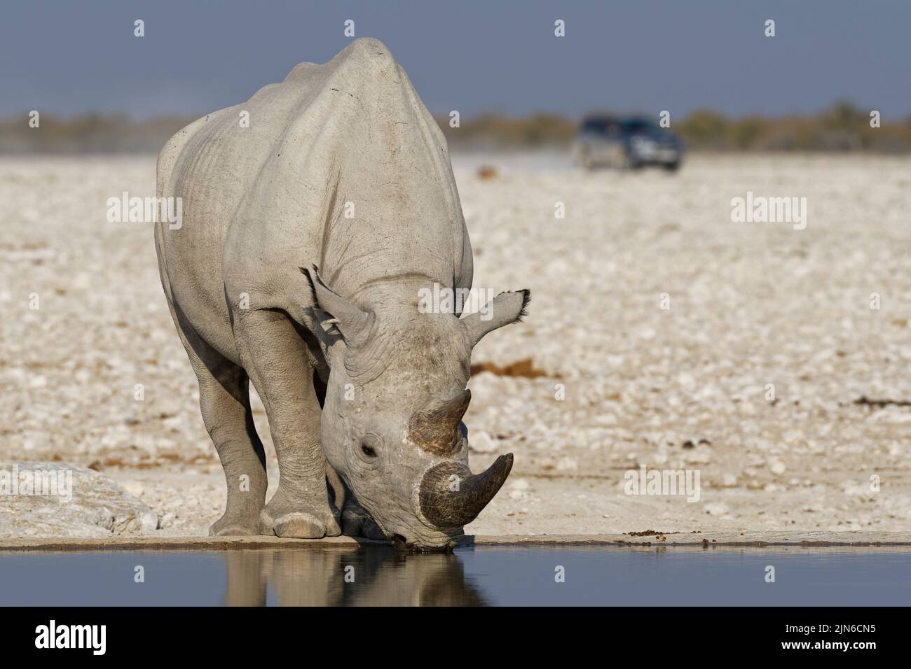 Black rhinoceros (Diceros bicornis), adult drinking at waterhole, tourist vehicle passing in the distance, Etosha National Park, Namibia, Africa Stock Photo