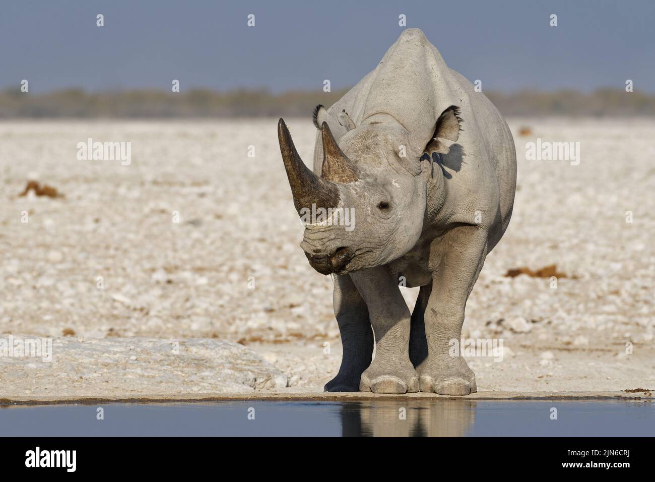 Black rhinoceros (Diceros bicornis), adult standing at waterhole, animal portrait, Etosha National Park, Namibia, Africa Stock Photo