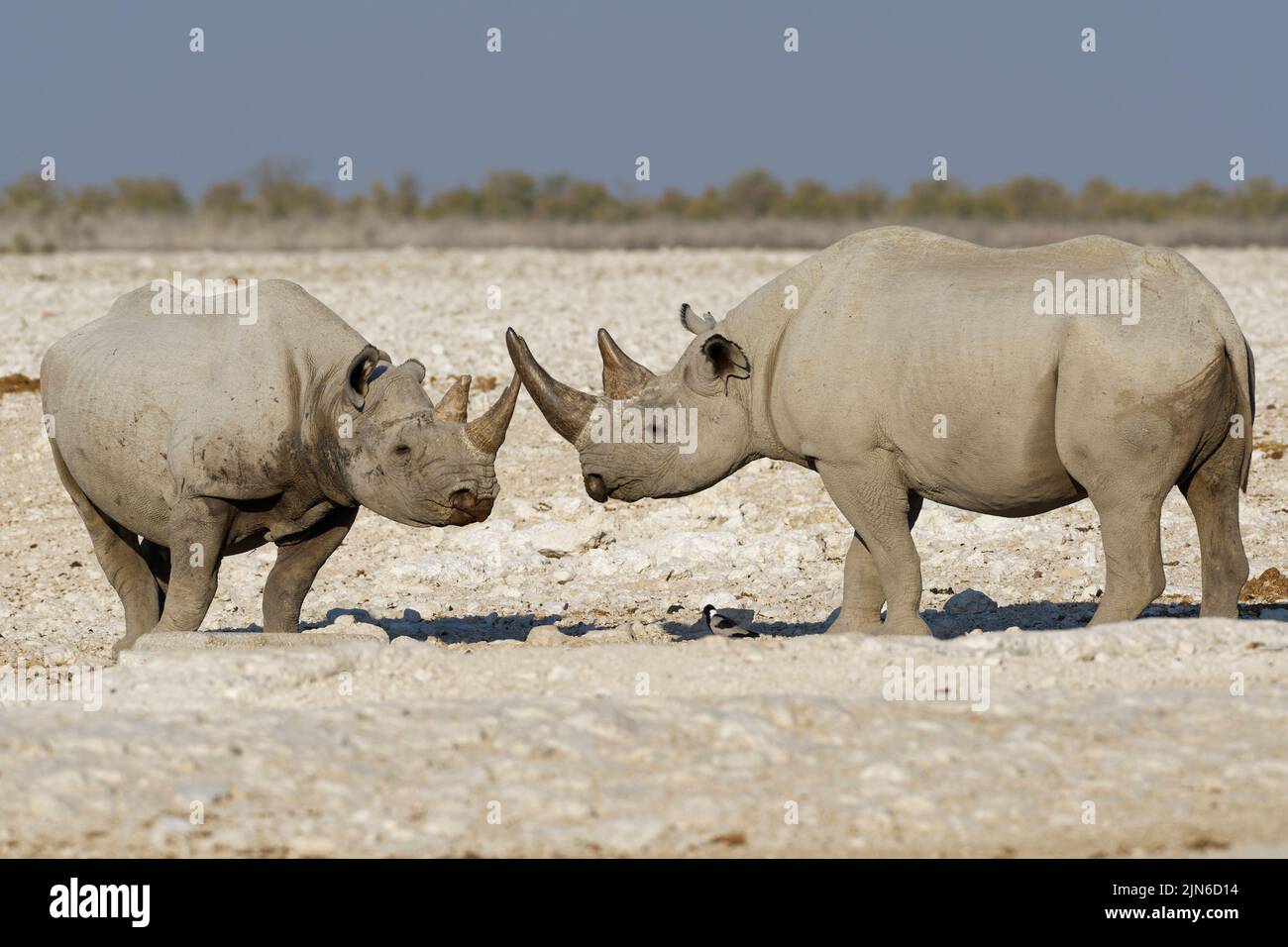 Black rhinoceroses (Diceros bicornis), two adults standing face to face at waterhole, Etosha National Park, Namibia, Africa Stock Photo
