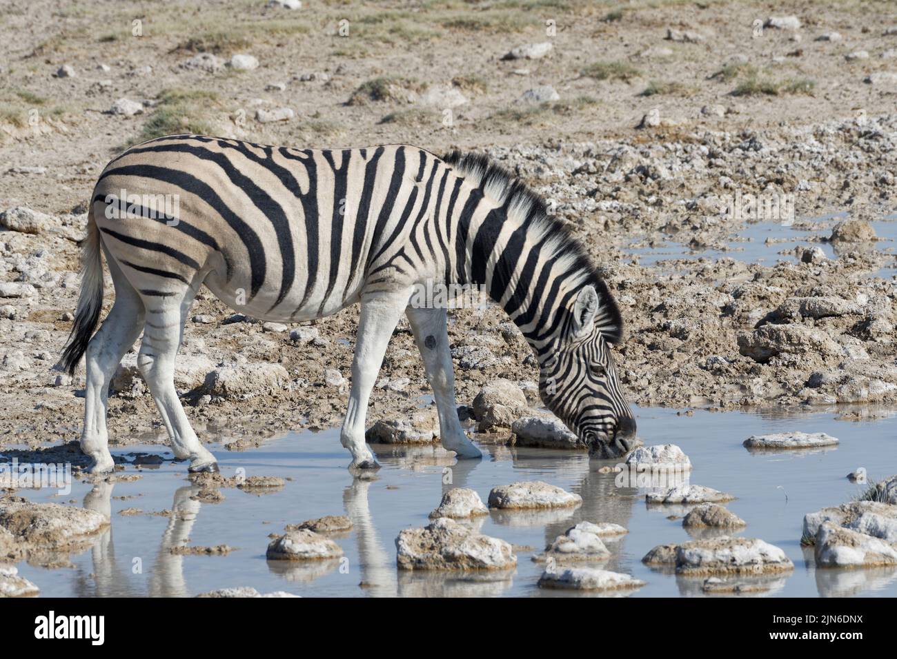 Burchell's zebra (Equus quagga burchellii), adult drinking at waterhole, Etosha National Park, Namibia, Africa Stock Photo