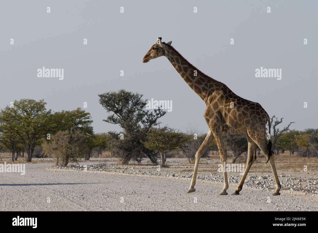 Angolan giraffe (Giraffa camelopardalis angolensis), adult crossing a dirt road, savanna, Etosha National Park, Namibia, Africa Stock Photo