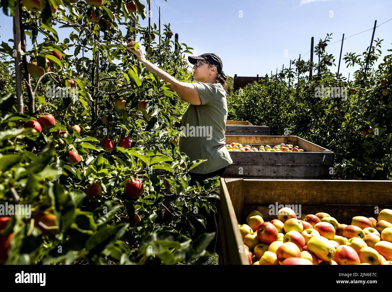 20220809 162105 FIJNAART A fruit picker at Roks Fruitteler. Due