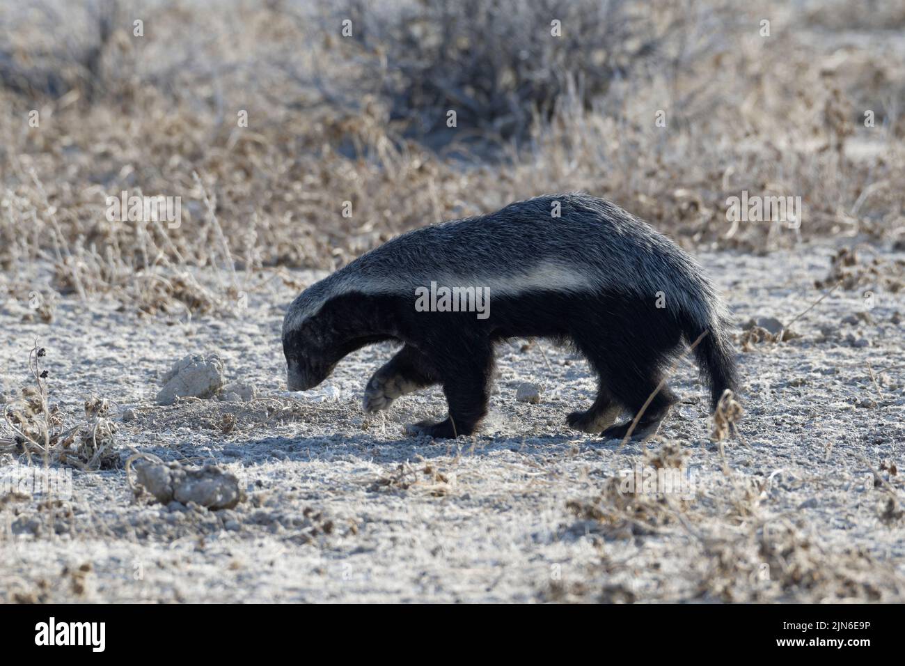 Honey badger (Mellivora capensis), walking adult male, in search of prey, Etosha National Park, Namibia, Africa Stock Photo