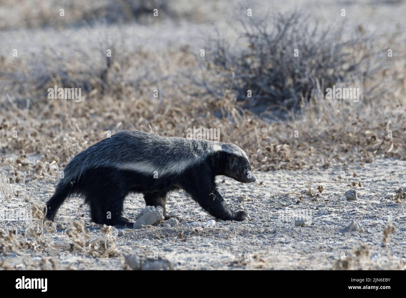 Honey badger (Mellivora capensis), walking adult male, in search of prey, Etosha National Park, Namibia, Africa Stock Photo