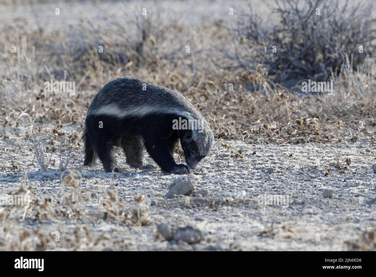Honey badger (Mellivora capensis), adult male, in search of prey, Etosha National Park, Namibia, Africa Stock Photo