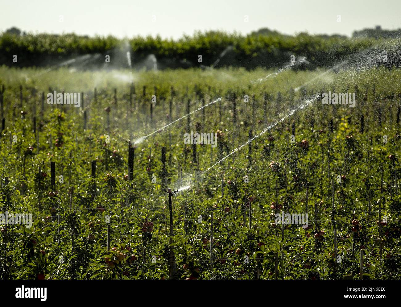 20220809 153740 FIJNAART Sprinklers at Roks Fruitteler. Due to