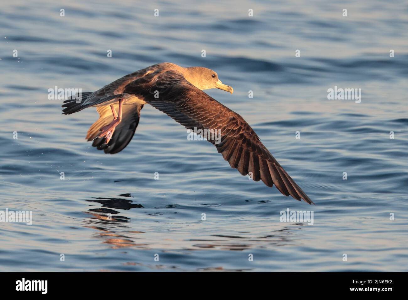 A Scopoli's shearwater Calonectris diomedea its feet still dangling ...