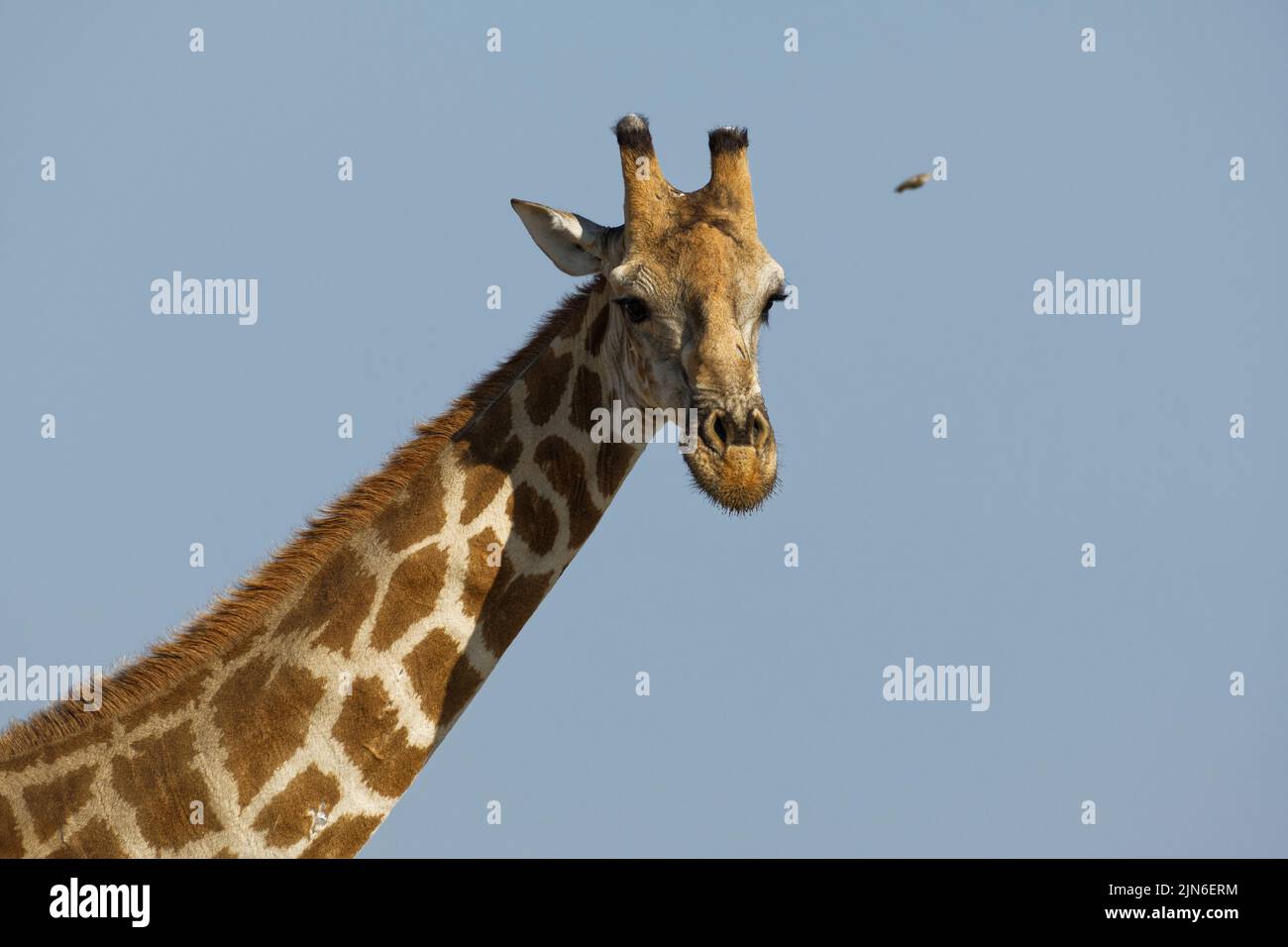 Angolan giraffe (Giraffa camelopardalis angolensis), adult, headshot against a blue sky, animal portrait, Etosha National Park, Namibia, Africa Stock Photo
