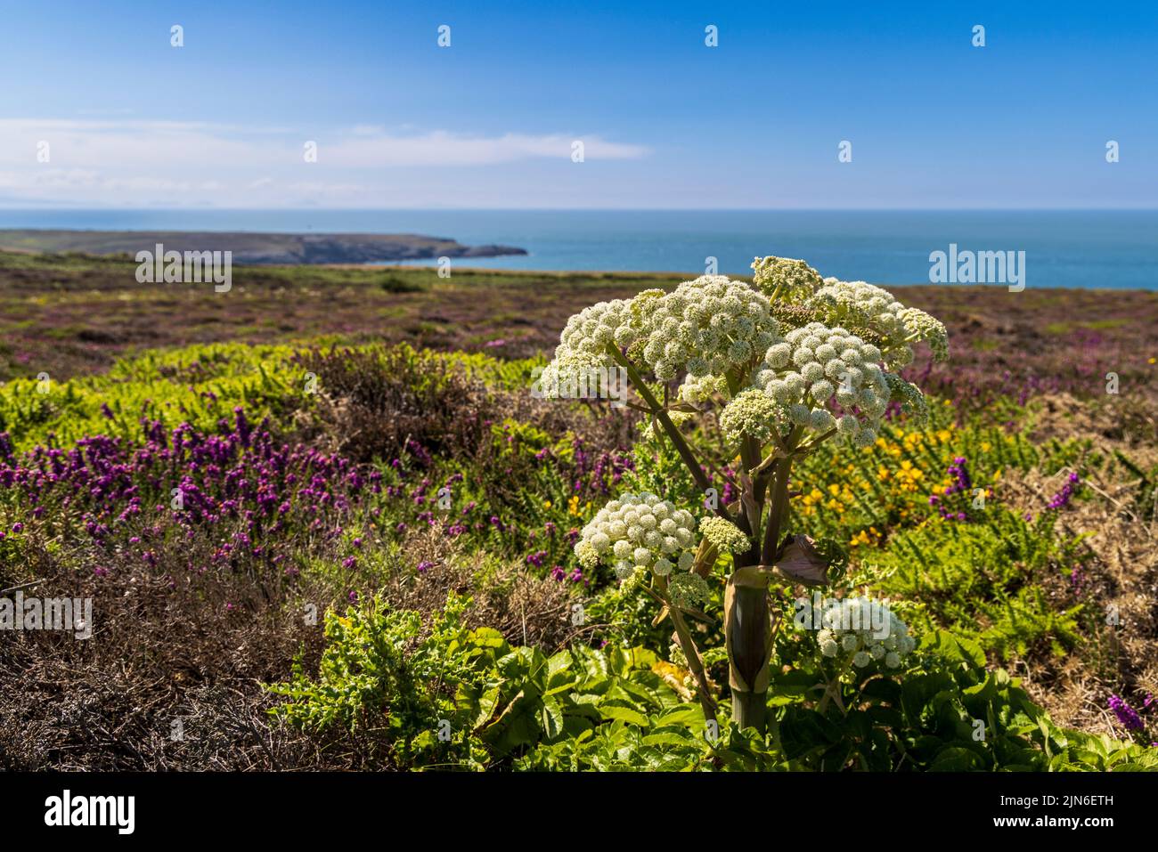Flowering Wild Angelica along the Wales Coast Path at the RSPB Bird Reserve at South Stack, Holy Island, Anglesey, North Wales Stock Photo