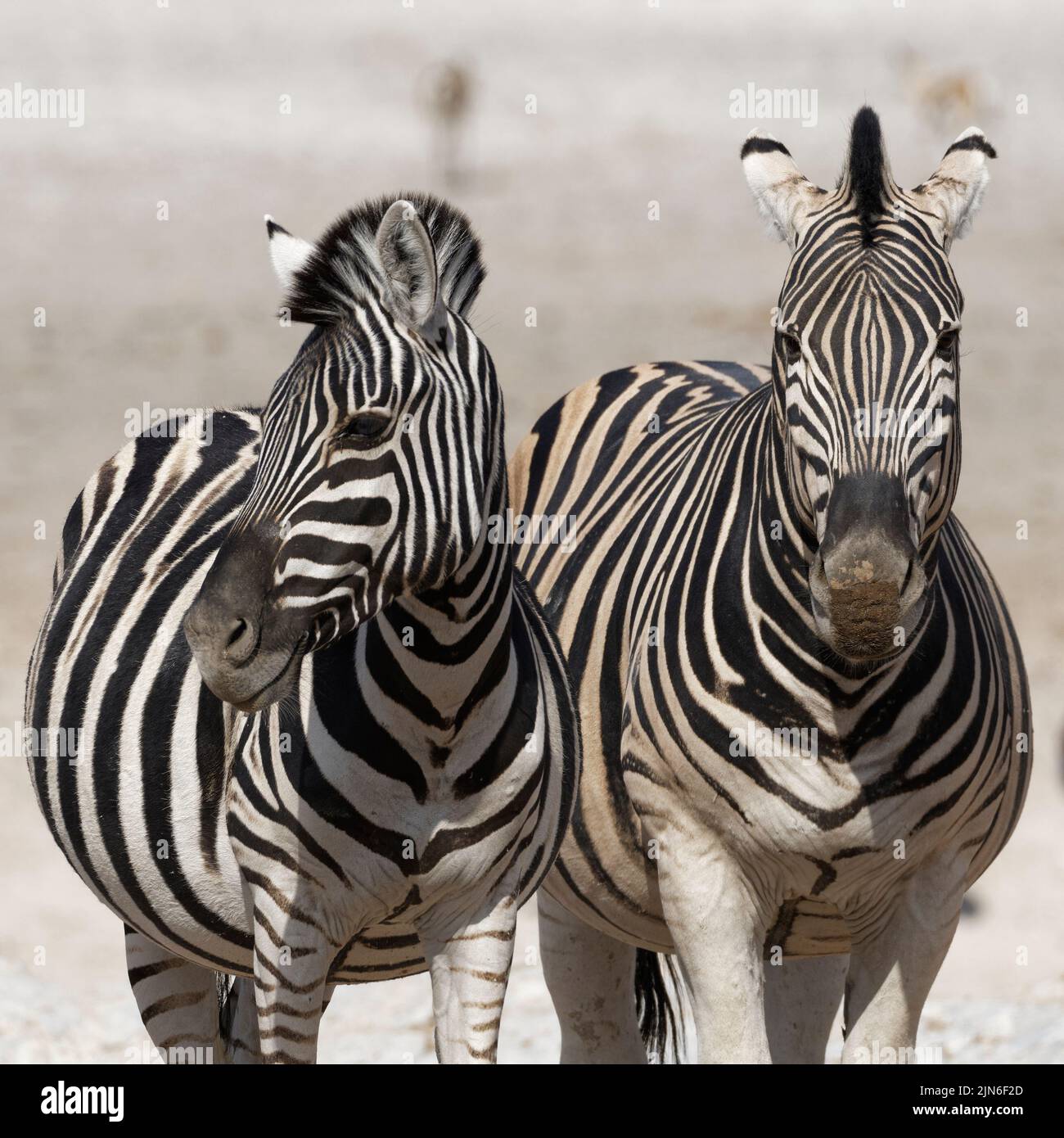 Burchell's zebras (Equus quagga burchellii), pair of zebras, standing side by side, animals portrait, Etosha National Park, Namibia, Africa Stock Photo