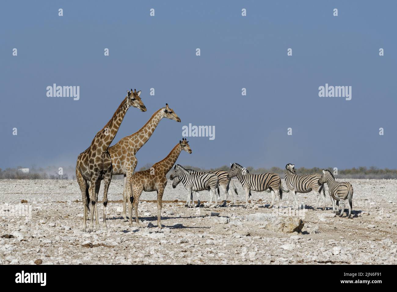 Angolan giraffes (Giraffa camelopardalis angolensis), adult female (left) with young female and foal, herd of Burchell's zebras at waterhole,Etosha NP Stock Photo