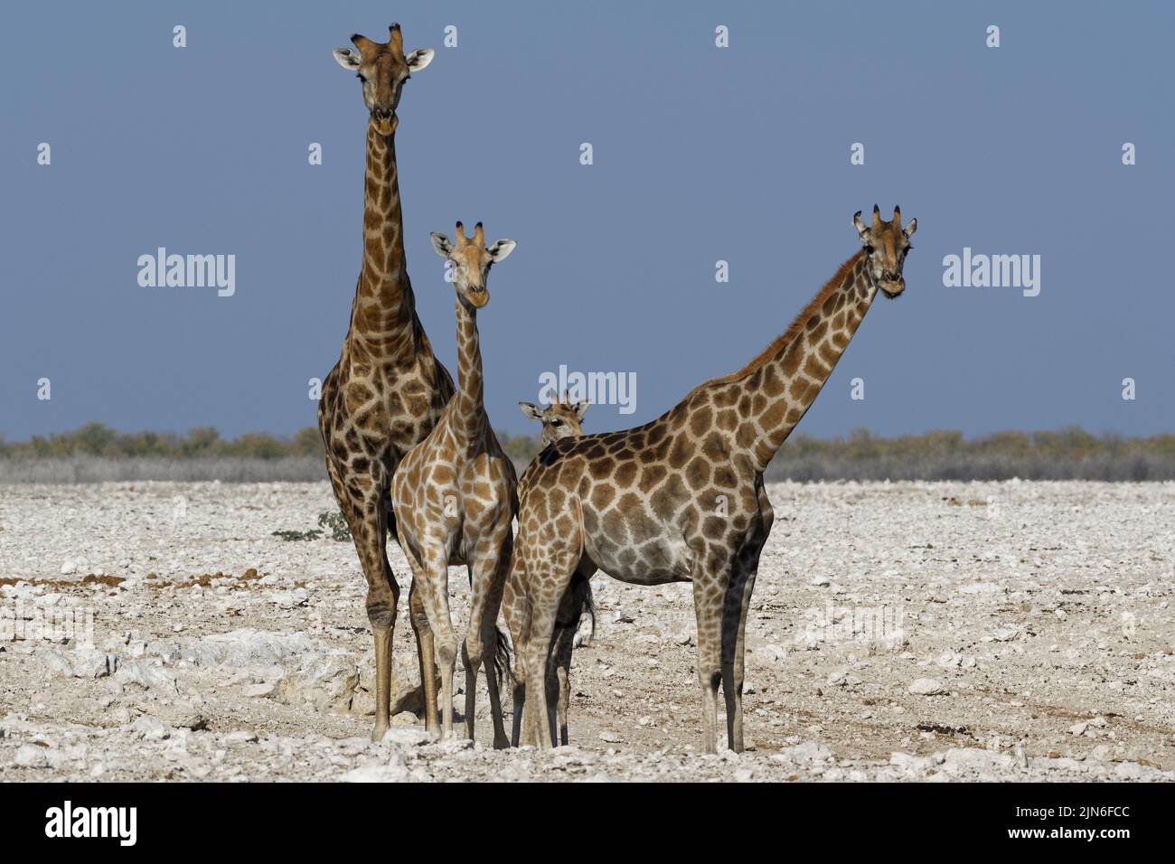 Angolan giraffes (Giraffa camelopardalis angolensis), two adults, male and female (right), young female and foal at waterhole, Etosha NP, Namibia Stock Photo