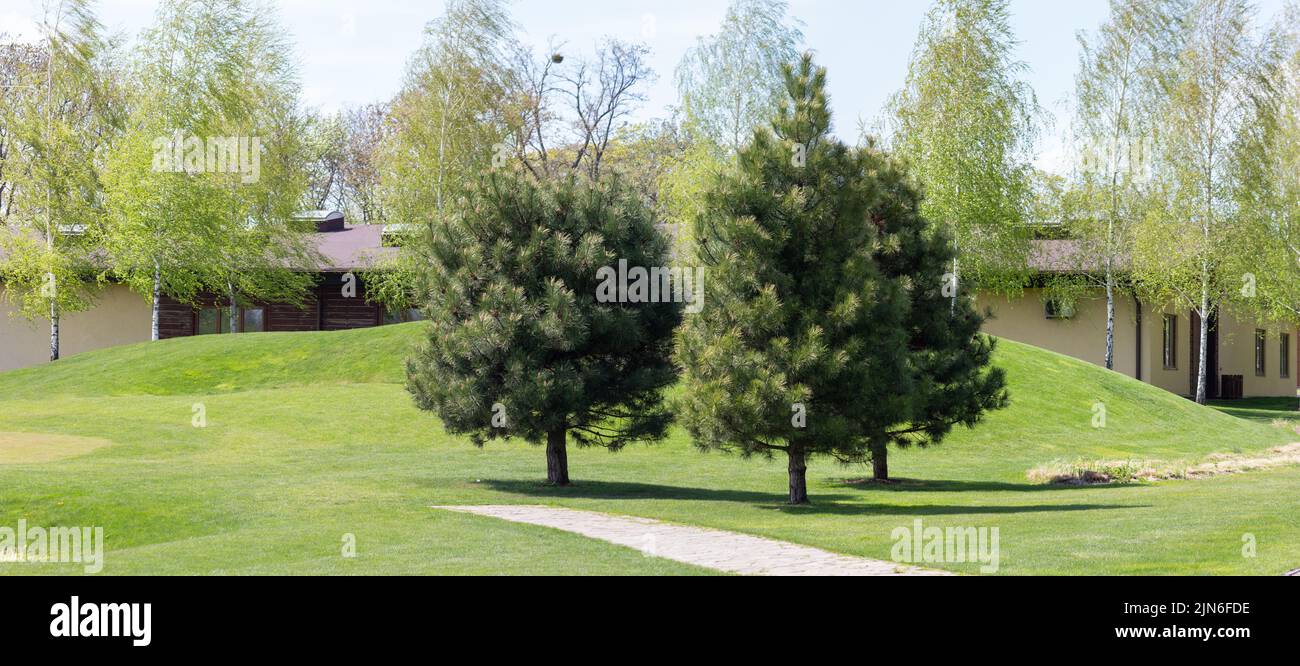Pine trees grow in the backyard on the lawn Stock Photo