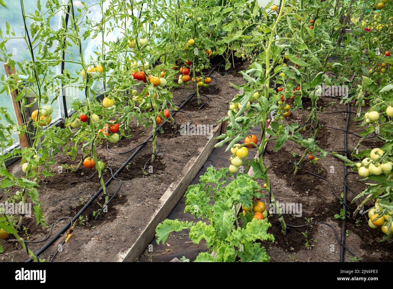 Water dripping system in home vegetable garden watering tomato plants in greenhouse. Home use water drip irrigation system. Ripe tomatoes on stem. Stock Photo