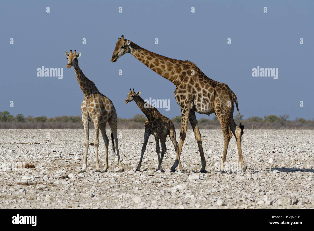 Angolan giraffes (Giraffa camelopardalis angolensis), adult male with young female and foal, on arid ground, Etosha National Park, Namibia, Africa Stock Photo