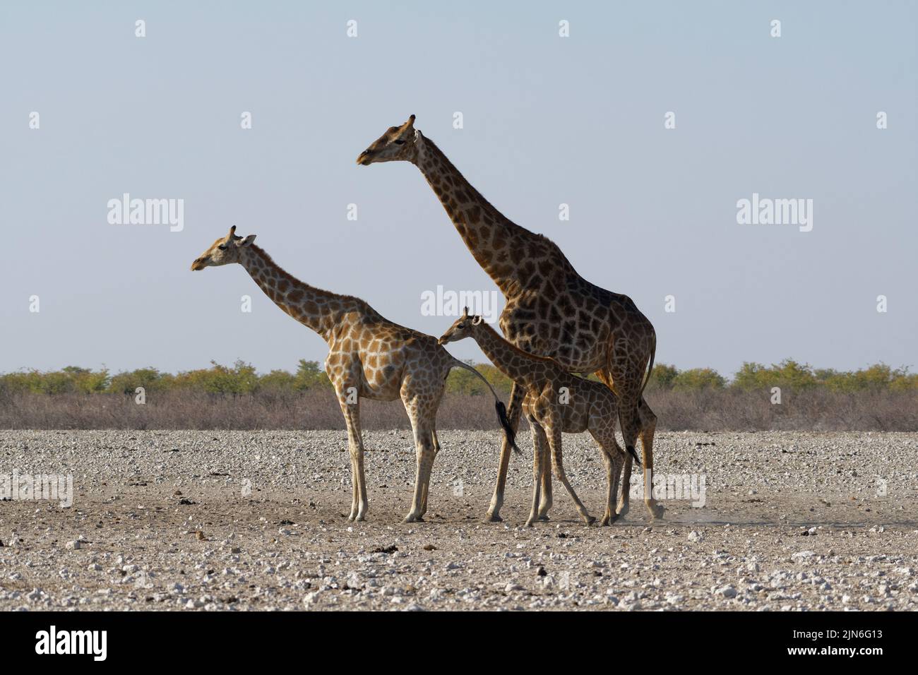 Angolan giraffes (Giraffa camelopardalis angolensis), adult male with young female and foal, on arid ground, alert, Etosha National Park, Namibia Stock Photo