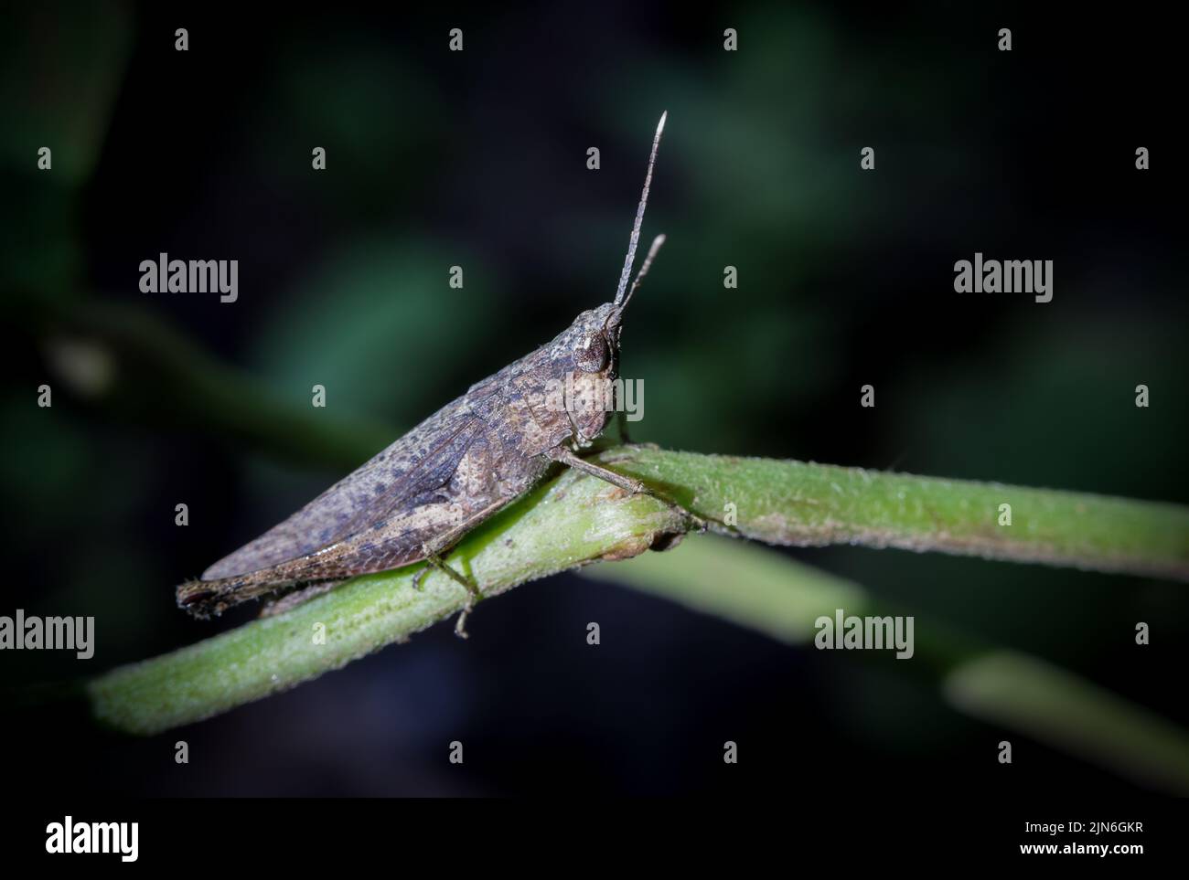 close up macro photo of a grasshopper. Stock Photo
