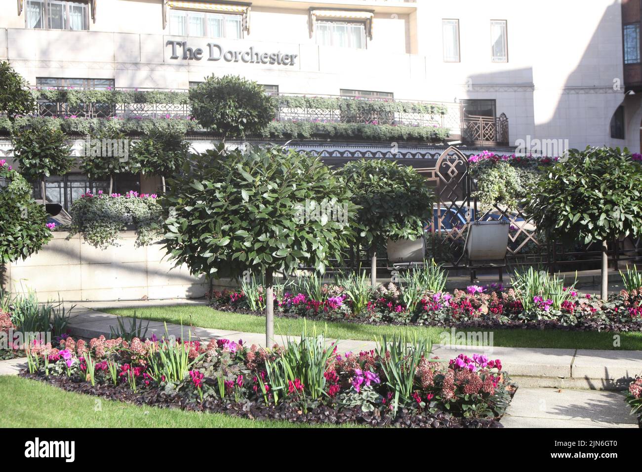 Winter view of the Dorchester hotel entrance amid lovely skillfully cultivated garden on the Park Lane in downtown London,UK Stock Photo