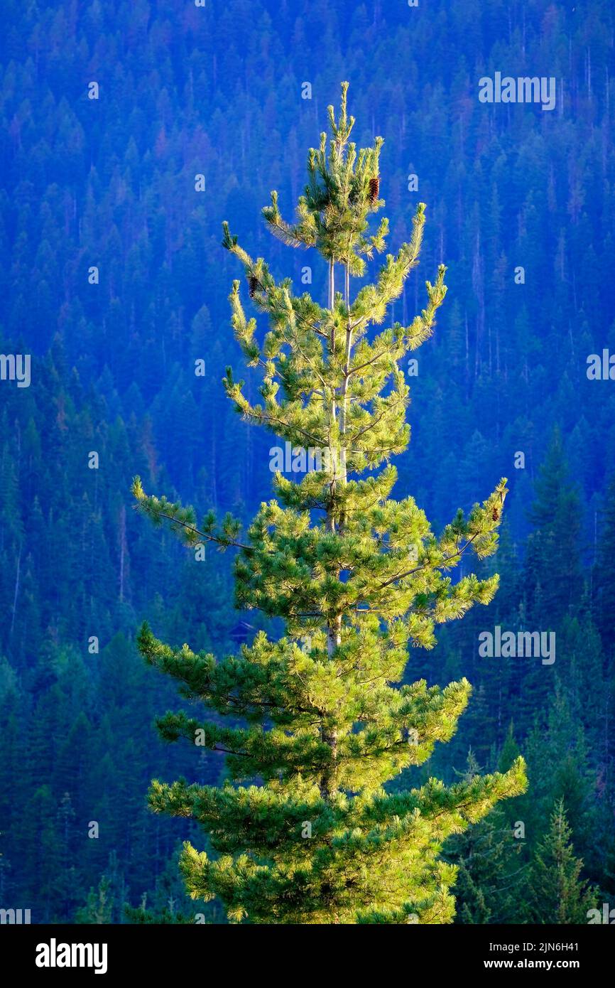 Lush green forest of pine trees in the mountains wilderness growth environmental Stock Photo