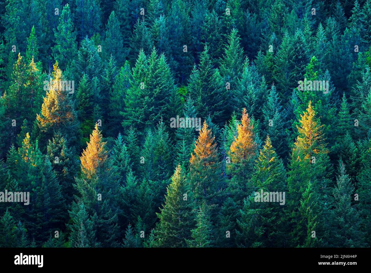 Lush pine tree forest in golden evening light Stock Photo
