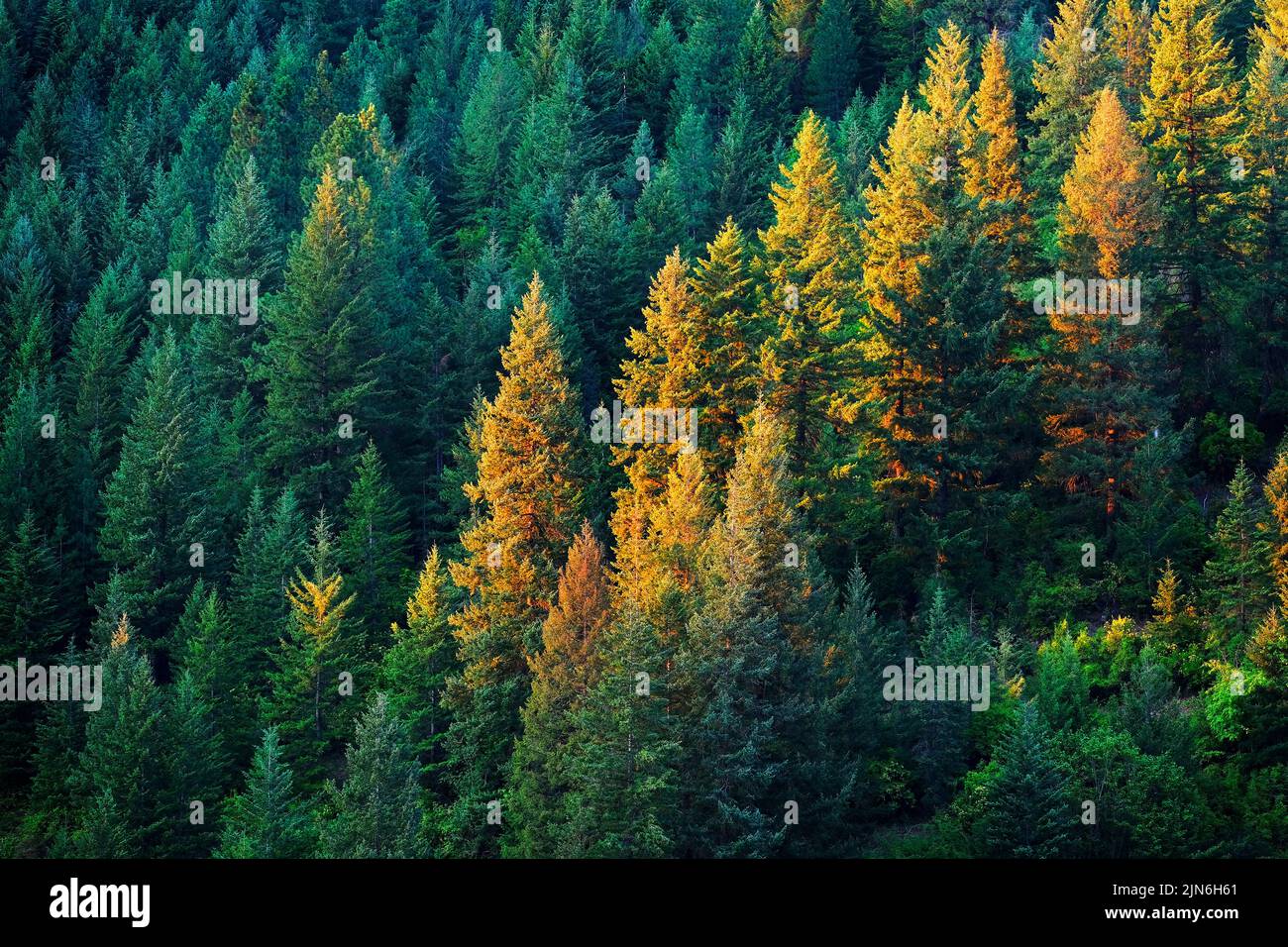 Lush pine tree forest in golden evening light Stock Photo