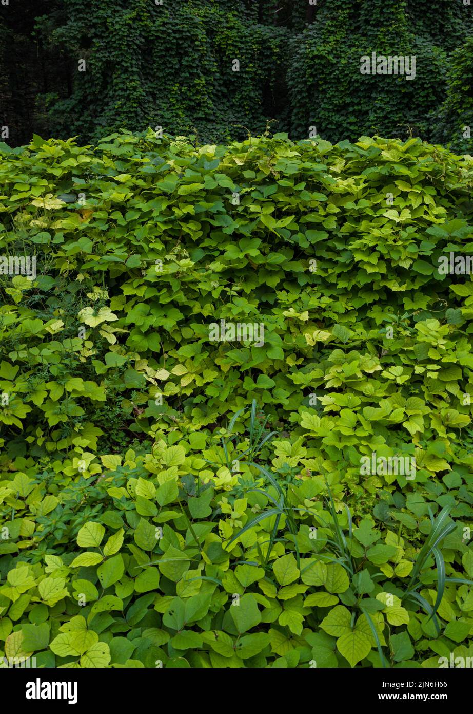 Kudzu hi-res stock photography and images - Alamy