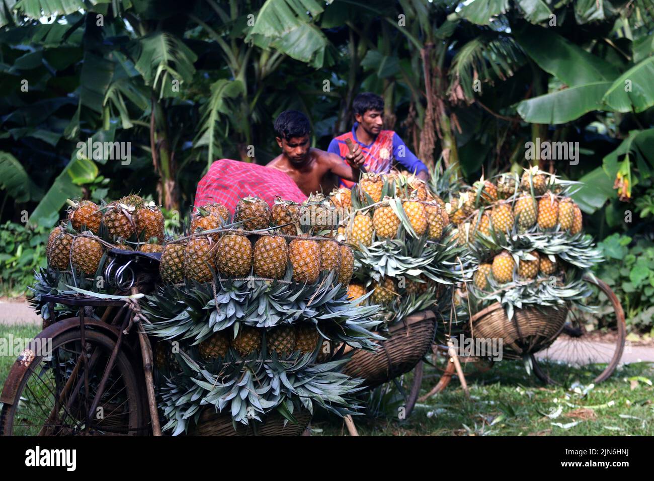 Tangail. 9th Aug, 2022. Farmers harvest pineapples in Tangail, Bangladesh, Aug. 5, 2022. Credit: Xinhua/Alamy Live News Stock Photo