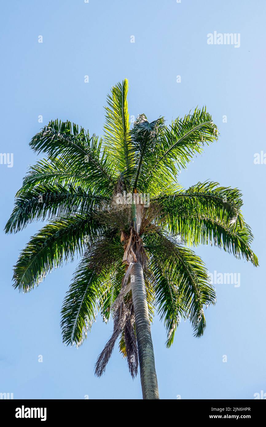 Brazilian palm tree Stock Photo Alamy