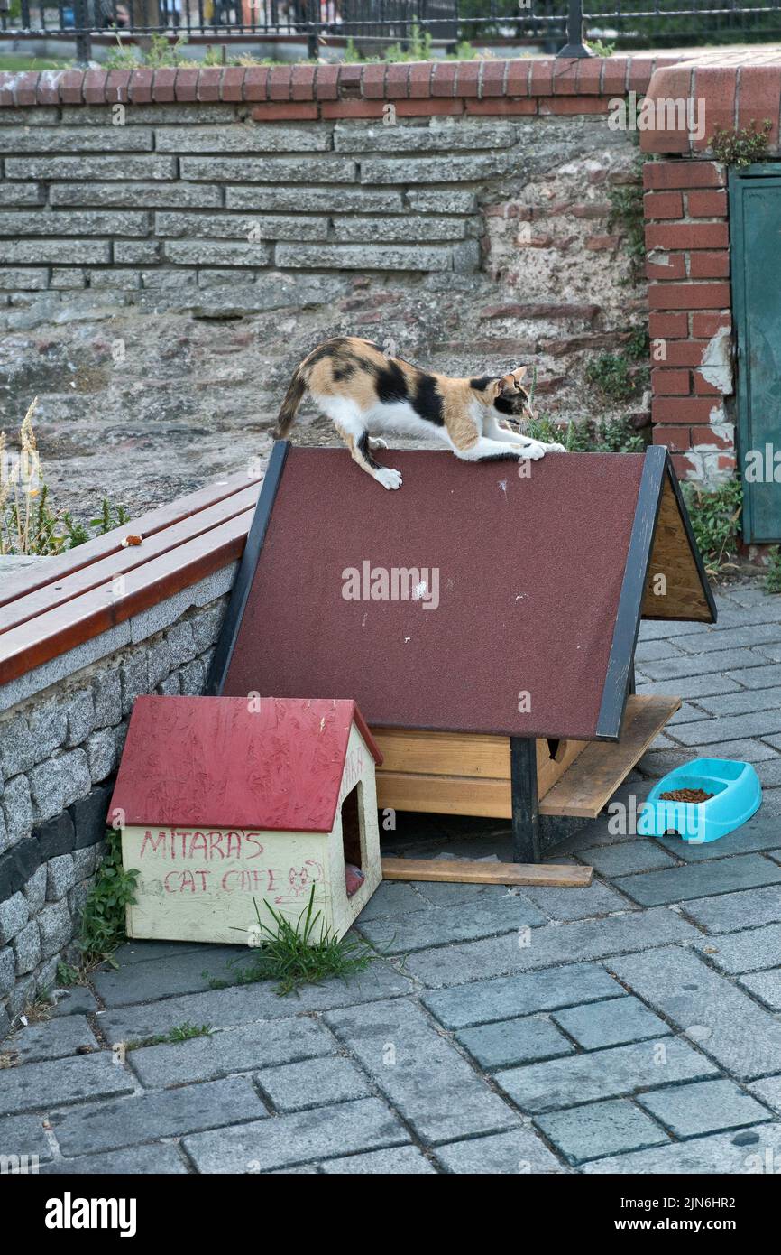 Istanbul, Turkey Cat cafe for straying cats Stock Photo Alamy