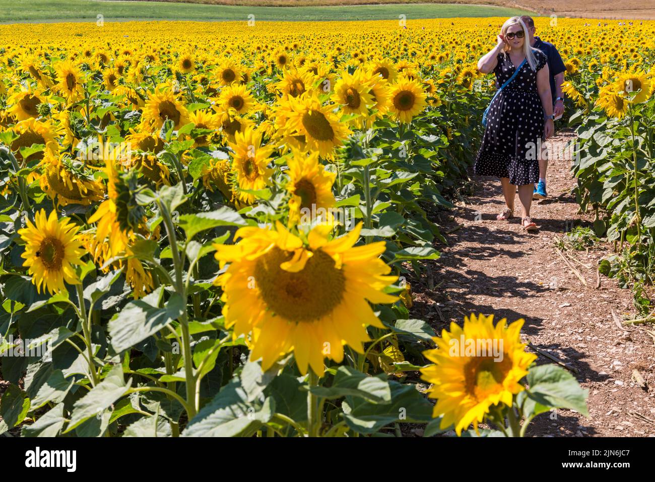 Maiden Castle Farm, Dorchester, Dorset UK. 9th August 2022. Visitors flock to Maiden Castle Farm, near Dorchester in Dorset, on a hot sunny day to walk the Dorset Sunflower Trail. The bright yellow sunflowers fortunately don't need regular watering so thrive in the sunshine and provide a cheery sight against the parched surroundings, with the contrasting yellow flowers against the blue sky as the heatwave continues. (permission received from Maiden Castle Farm).  Credit: Carolyn Jenkins/Alamy Live News Stock Photo