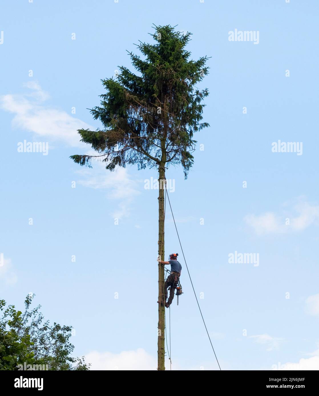 A tree surgeon climbing a pine tree to remove branches. Stock Photo