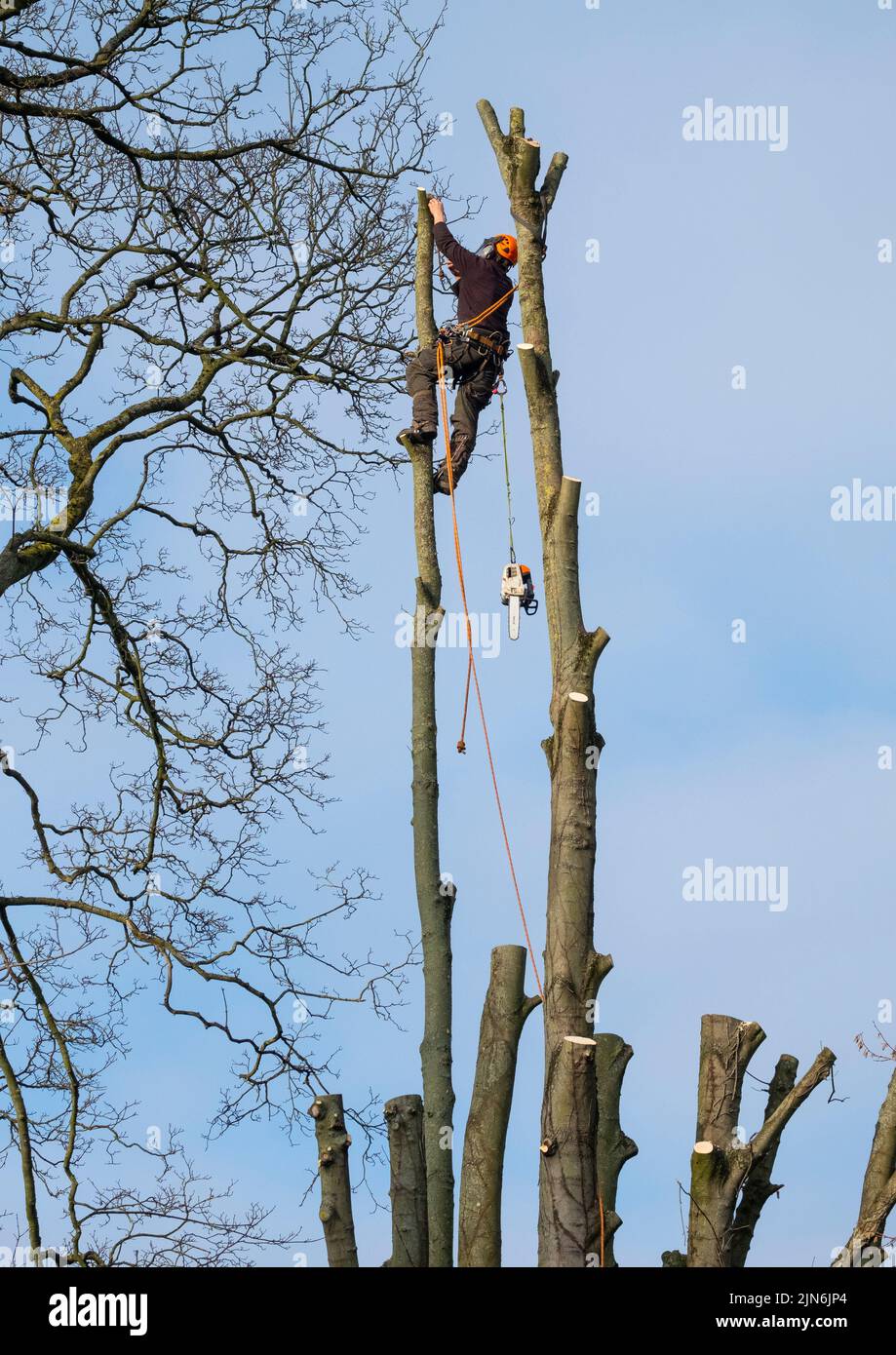 A tree surgeon pruning sycamore trees Stock Photo Alamy