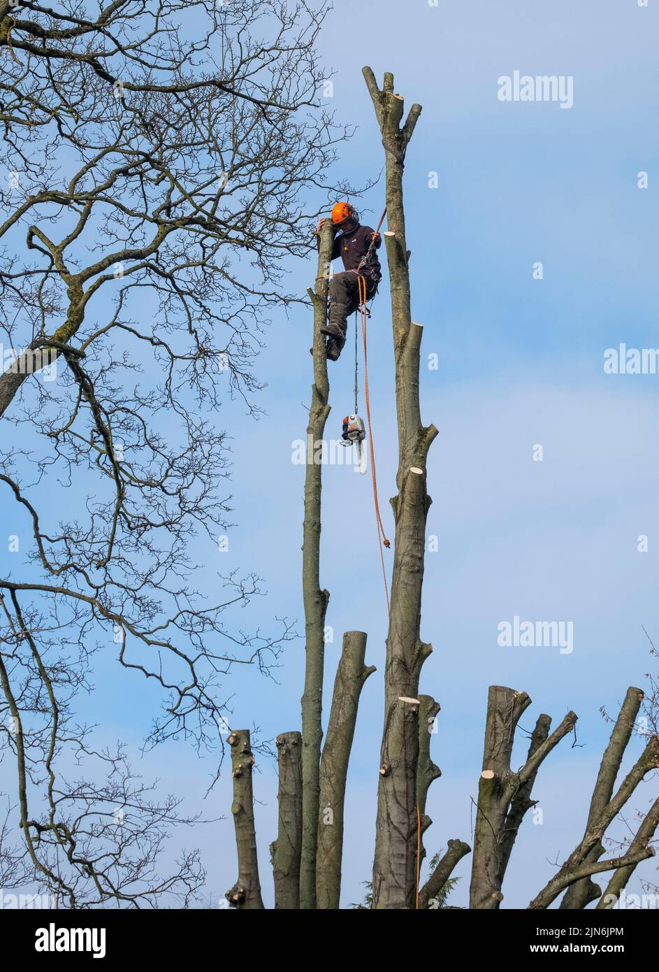 A tree surgeon pruning sycamore trees. Stock Photo
