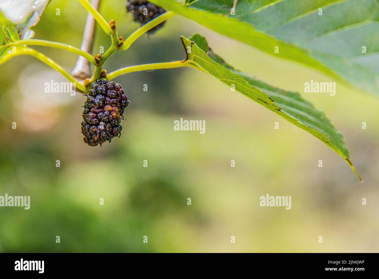 blackberry in the Brazilian foot Stock Photo