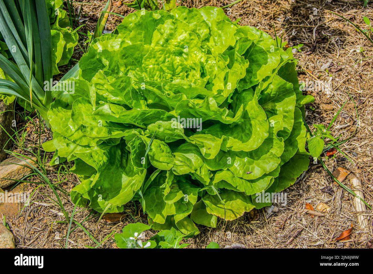 lettuce in Brazil Stock Photo